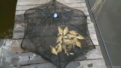 Powerex Balık Tuzağı (Pinter) Şemsiye Model 8 Girişli